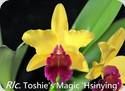 Rlc. Toshies Magic Hsinying